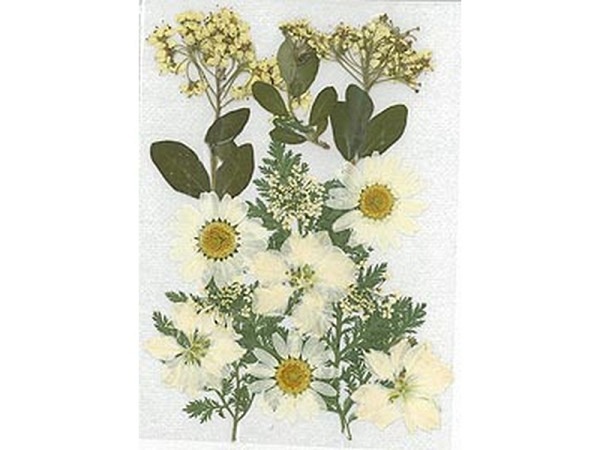 Streudeko Stafil Gepresste Blumen