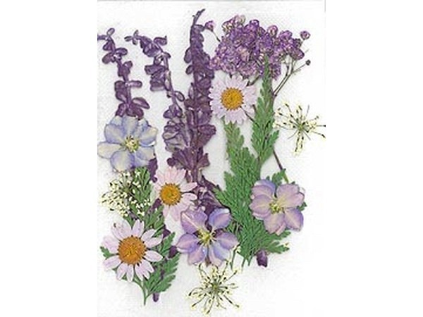 Streudeko Stafil Gepresste Blumen