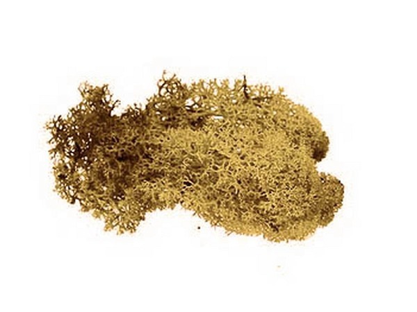 Dekoblumen Pflanzen Islandmoos ca.50g