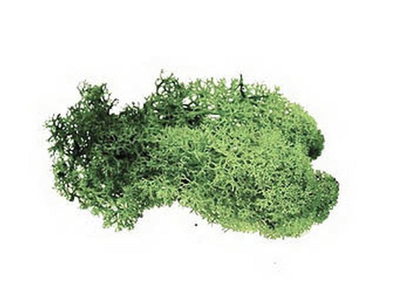Dekoblumen Pflanzen Islandmoos ca.50g