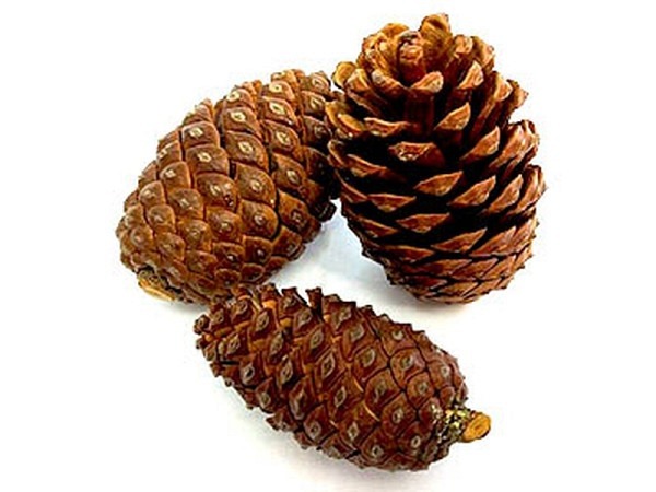 Dekoblumen Früchte Zapfen Halapensis-Zapfen