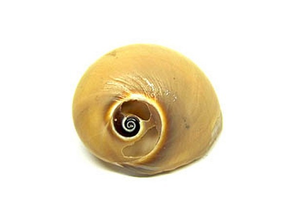 Muscheln E.C. Fischer Schnecke