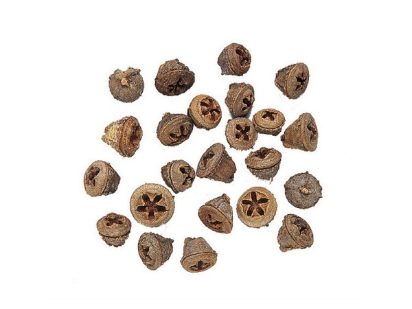 Dekoblumen Früchte Eukalyptusfrüchte 50g 