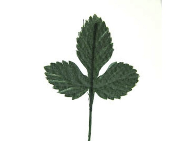 Dekoblumen Pflanzen Erdbeerlaub Bund