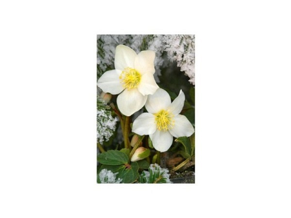 Karte Natur Verlag Winterstimmung Christrose im Morgenfrost, Doppelkarte 12,2x17,5cm