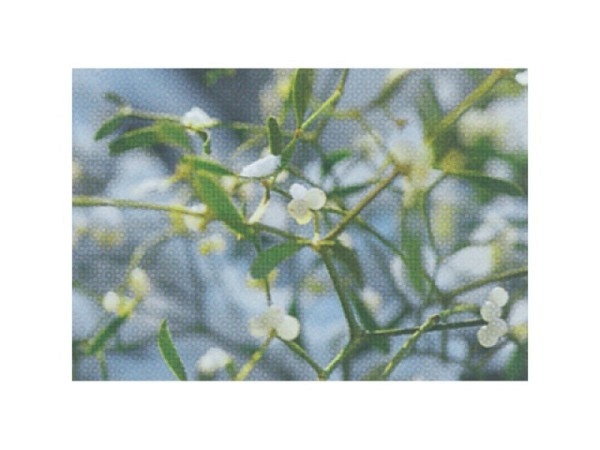 Karte Art Bula mini 10,5x7,4cm Schneebeere