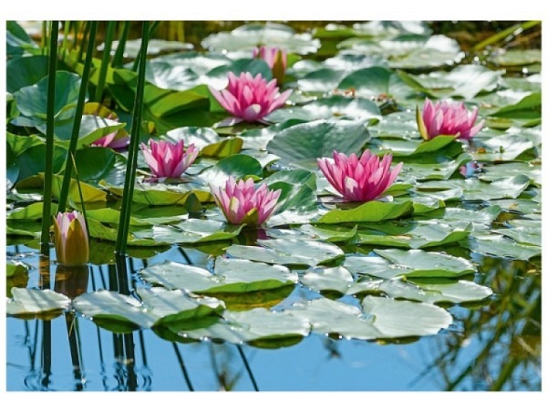 Karte Art Bula mini 10,5x7,4cm Teich mit Blumen, weisse Doppelkarte mit Fotodruck