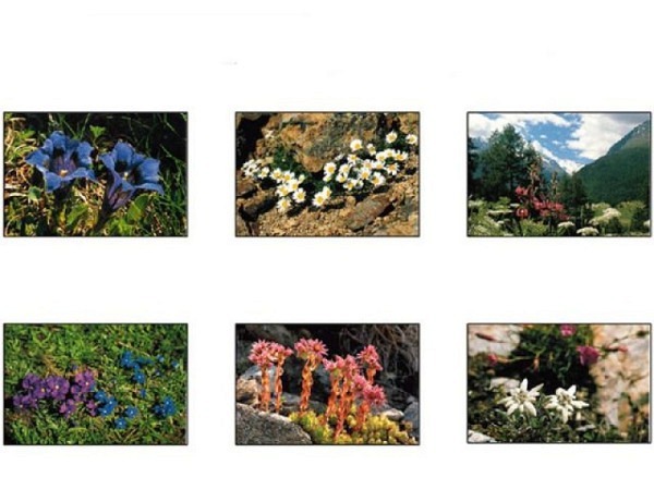 Kartenbox Alpenblüten und Blumen 6Stk.