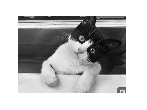 Postkarte Cart Katze A6