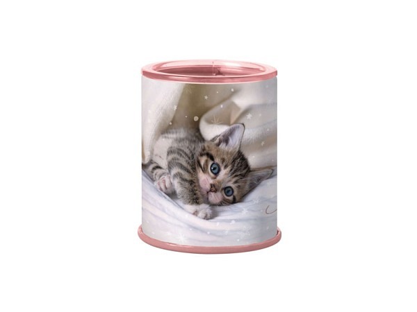 Spitzer Oberthur Katze