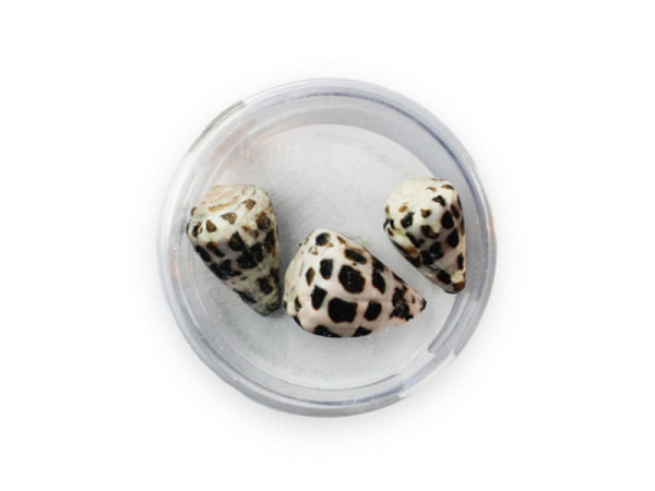 Anhänger Pracht Muschel Conus Eburneus 17-19mm