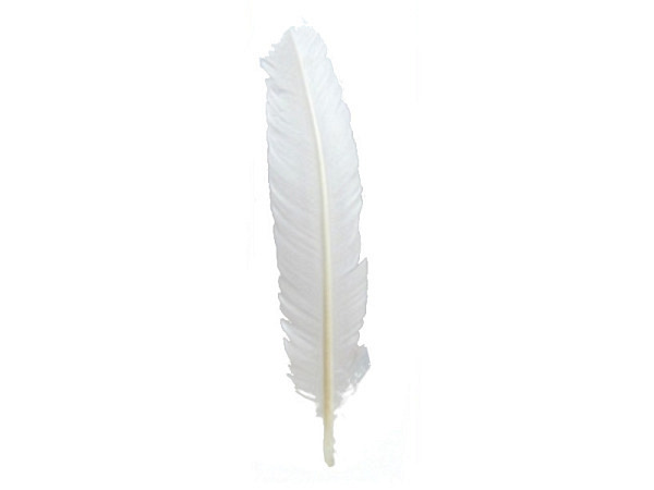 Federn Banro Indianerfedern weiss 