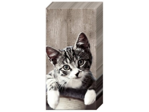 Taschentuch Ihr Kasimir Katze 10Stk.