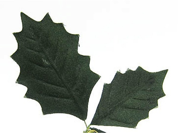 Dekoblumen Pflanzen Ilexblätter 12er
