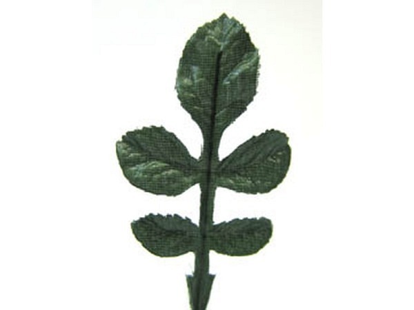 Dekoblumen Pflanzen Rosenlaub