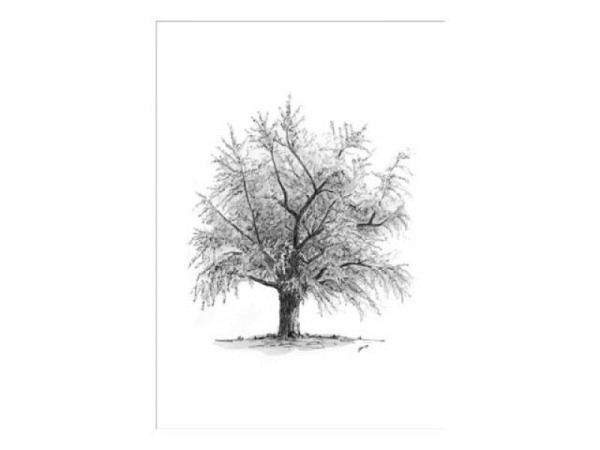 Trauerkarte Satzschnur Kunstkarte Baum Doppelkarte 12x17cm
