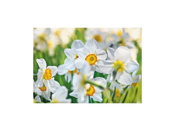 Karte Art Bula 12,2x17,5cm Weisse Blume mit Gelber Mitte, Edelnarzisse