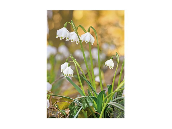 Karte Art Bula 12,2x17,5cm Weisse Glocken Blumen