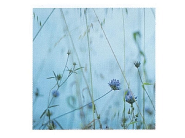 Karte Art Bula 12,2x12,2cm blaue Blüten mit blauem Hintergrund