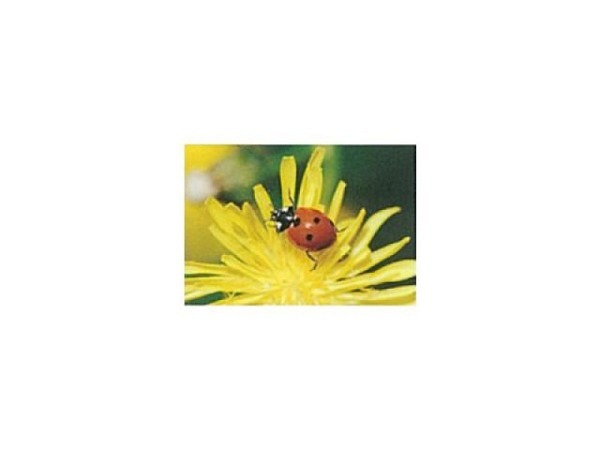 Karte Art Bula mini 10,5x7,4cm Marienkäfer auf gelber Blume