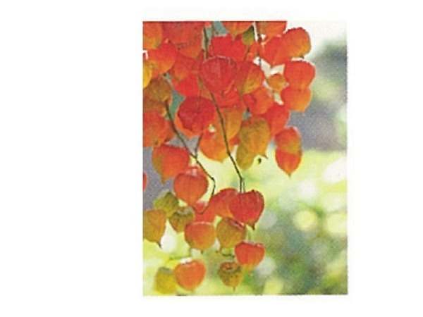 Karte Art Bula 14,8x21cm Lampionblumen, hellgrün-orange