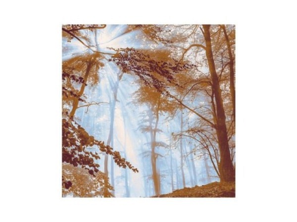 Karte Satzschnur Natur Waldlichtung Doppelkarte 13x13cm quadratisch