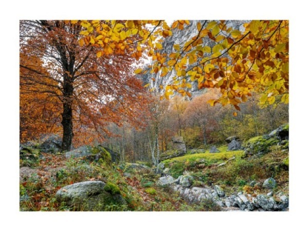 Postkarte Art Bula 10,5x14,8cm herbstlicher Wald
