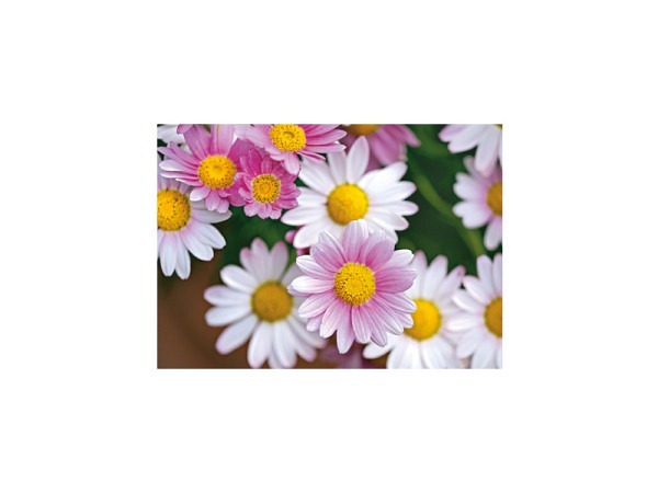 Postkarte Art Bula 10,5x14,8cm Pink und Weisse Gänseblümchen