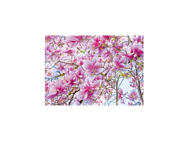 Postkarte Art Bula 10,5x14,8cm Tulpenmagnolie, Rosa Blüte, Fotographie, ohne Vordruck, A6-Format