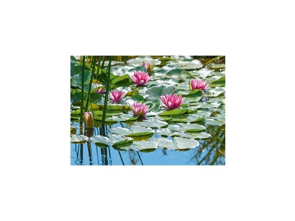 Postkarte Art Bula 10,5x14,8cm pinke Seerosen