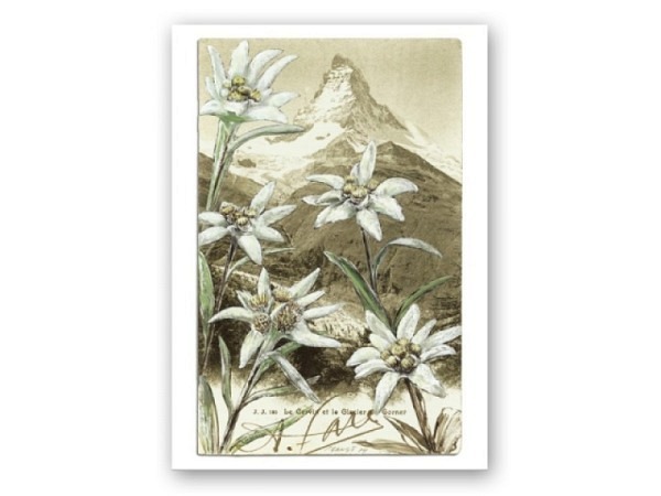 Postkarte Lightmotif Edelweiss 10,5x14,8cm