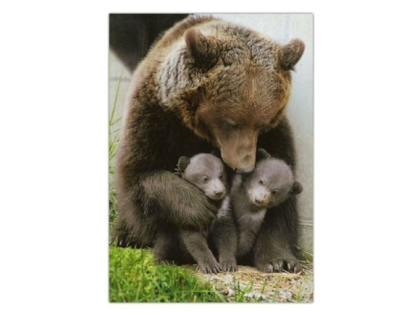 Postkarte Wefo-Verlag Bern Bären im Bärenpark, A6