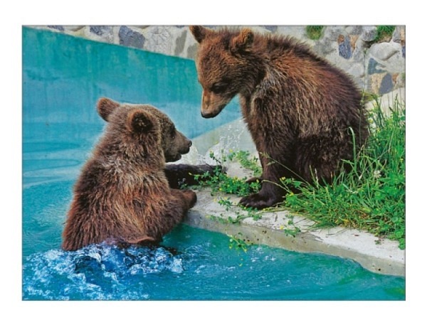 Postkarte Wefo-Verlag Bern zwei junge Bären im BärenPark, A6