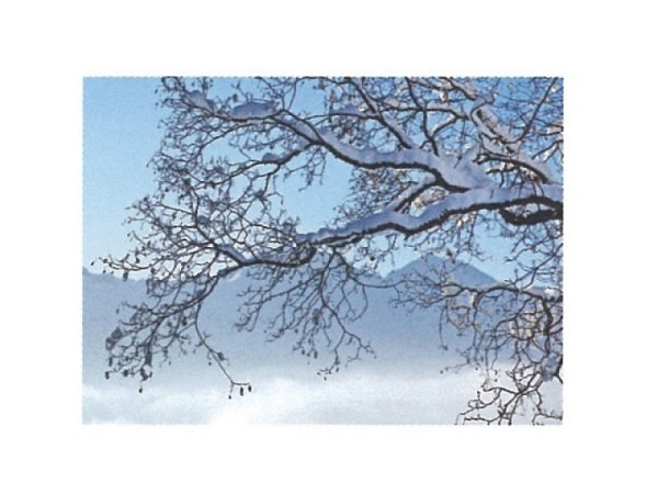 Postkarte Art Bula 10,5x14,8cm, Äste voller Schnee