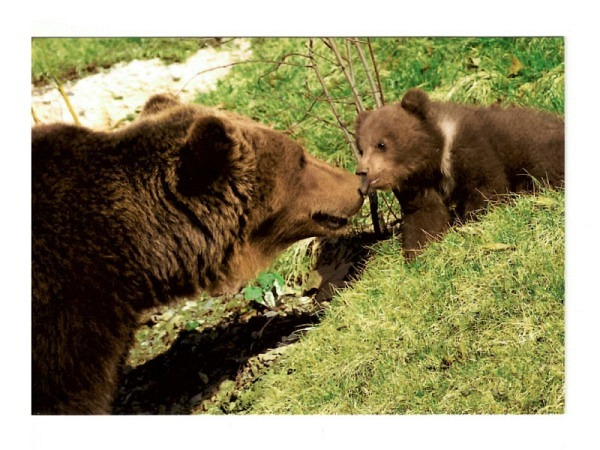 Postkarte Wefo-Verlag Bern Bären im Bärenpark, A6