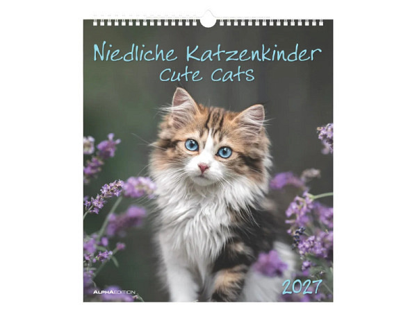 Kalender Niedliche Katzenkinder 30x34cm