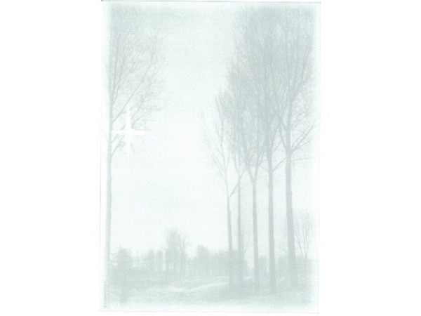 Papier Artoz Design Trauer Birken 5Stk, A4 90g/qm