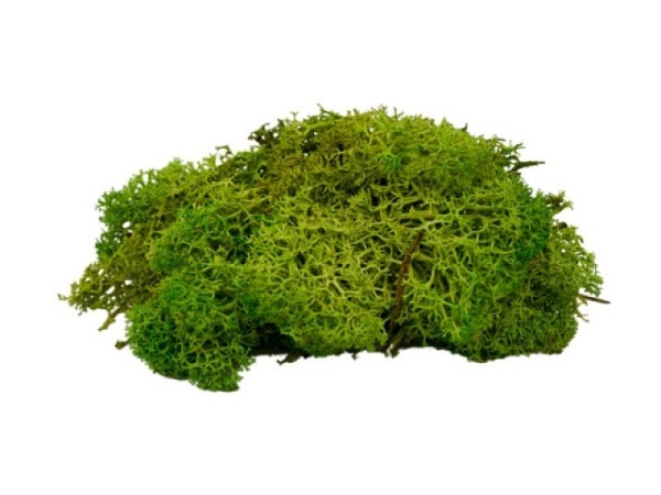 Moos 50g maigrün weich