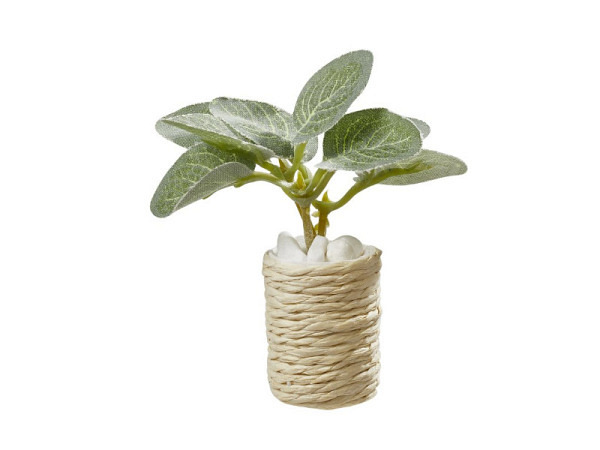 Miniatur Deko Zimmerpflanze 5,5cm