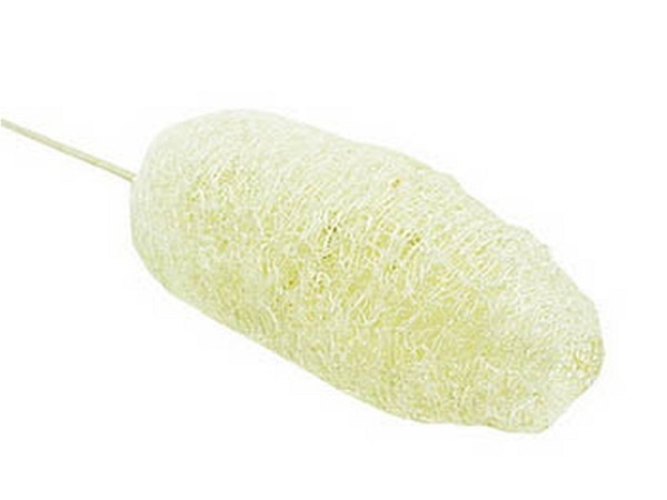 Schwamm E.C. Fischer Luffa